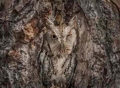 現(xiàn)代戰(zhàn)爭中偽裝和隱身