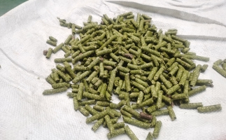 鋸末顆粒一噸能賺多少？顆粒機(jī)廠家給你算了一筆賬