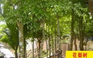 紅花梨下腳料千萬別再丟了，都是寶啊